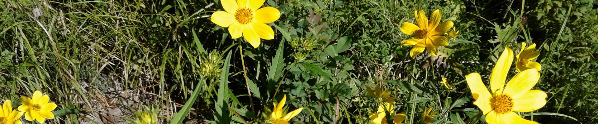 Click to show or hide the top-buttons